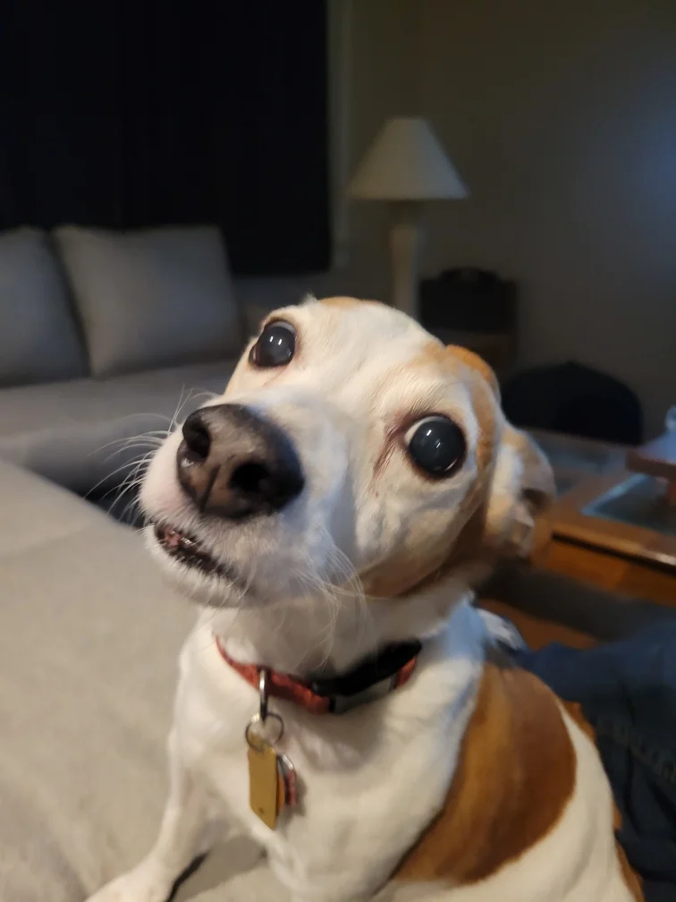 derpy Joey