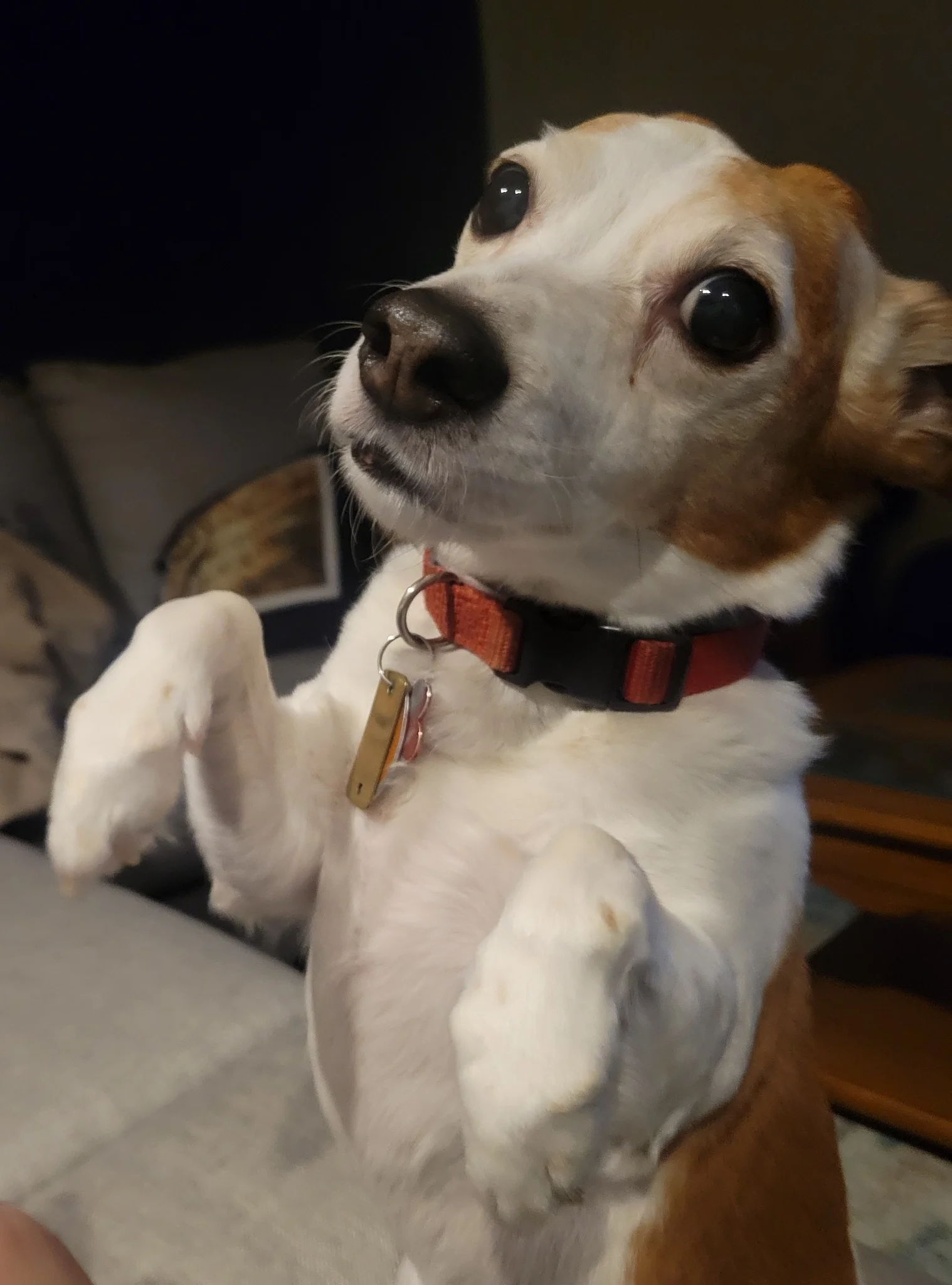 big ol' puppy eyes