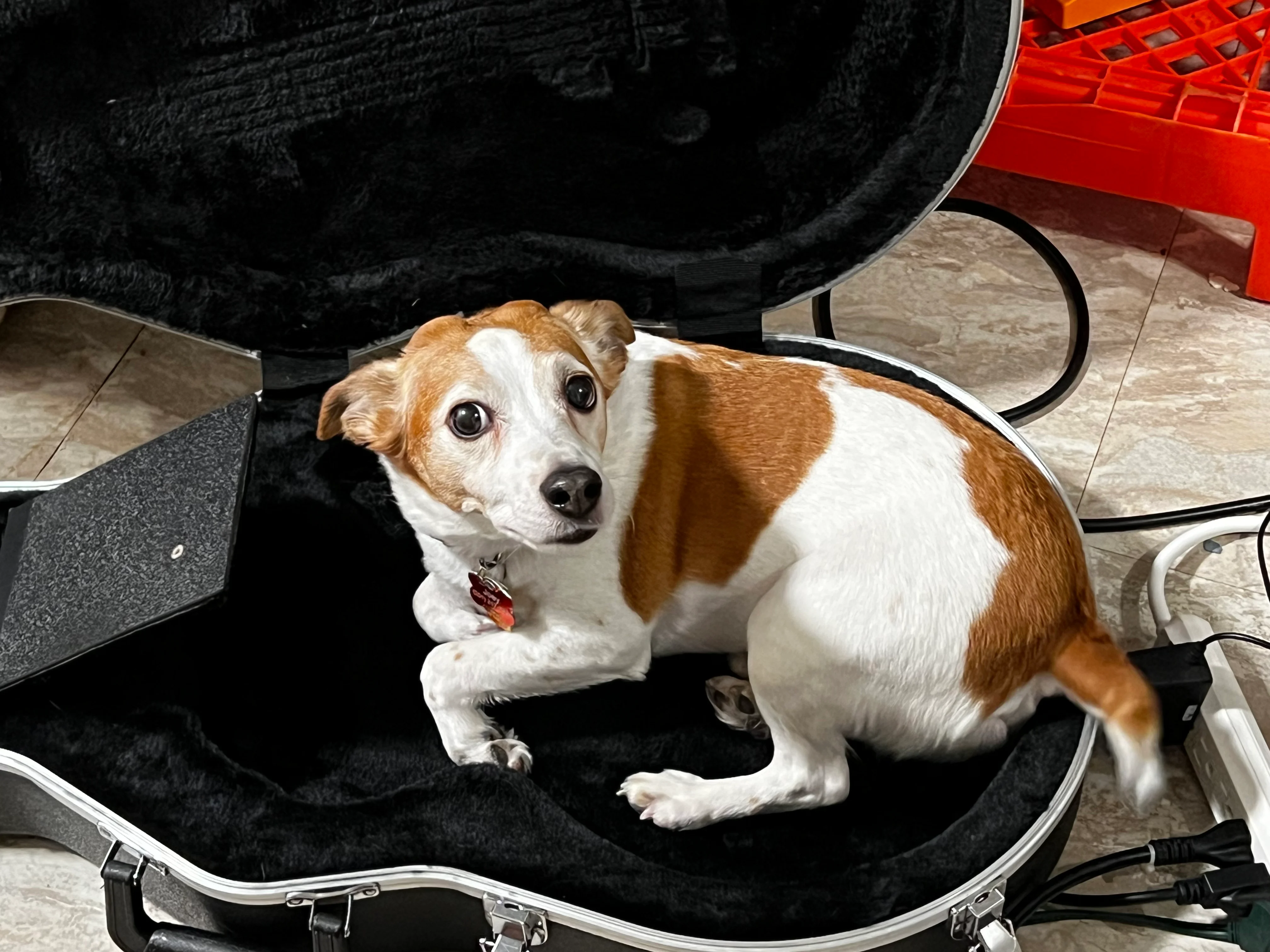 Packing Joey up for the show!