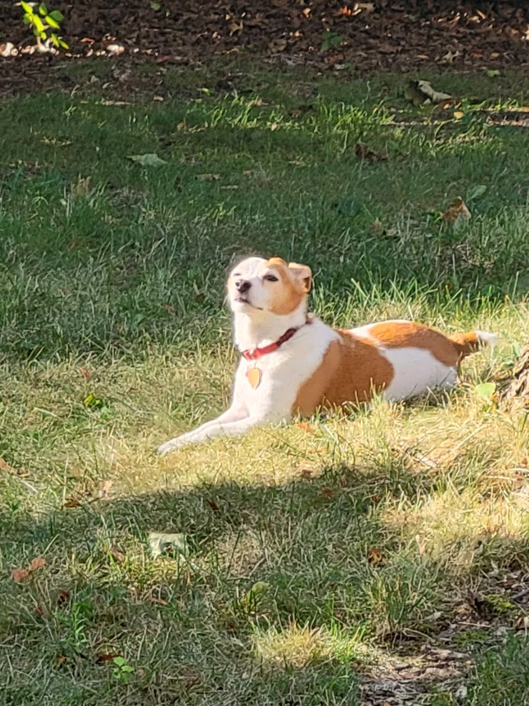 basking in the sun