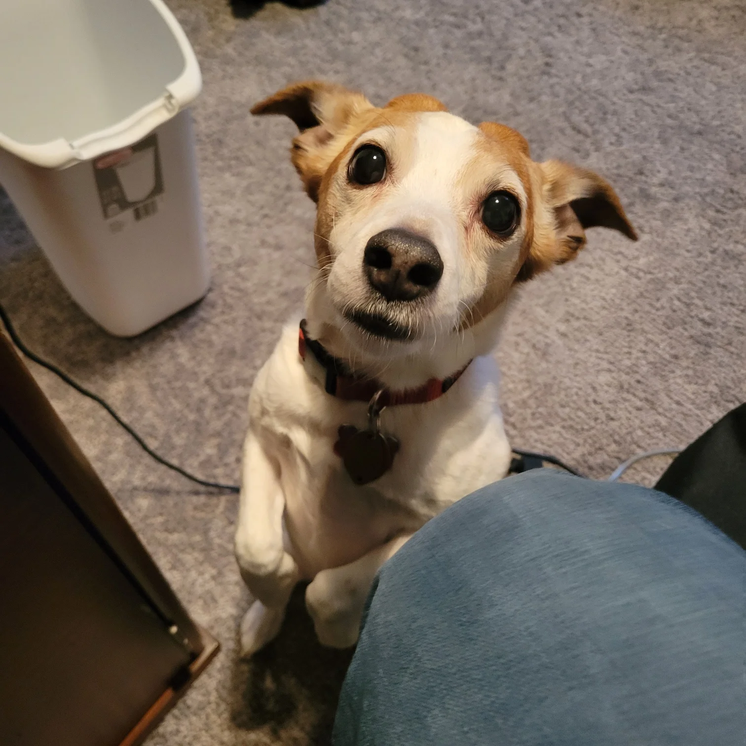 How can you say no to that face?